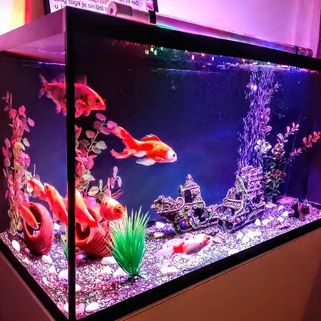 Top Apartman Daire *