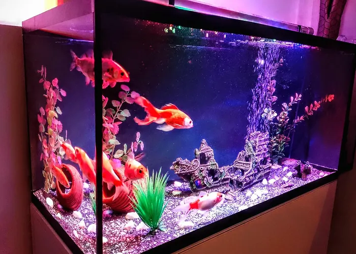 Top Apartman Apartament *